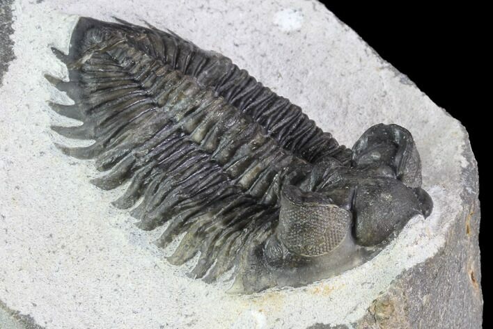 Coltraneia Trilobite Fossil - Huge Faceted Eyes #87555